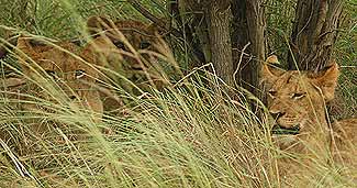 Foto2-16-01-2005.jpg (19139 bytes)