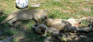 Foto6-04-05-2005.jpg (18485 bytes)